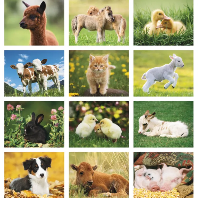 Baby Farm Animals Calendar - Stapled