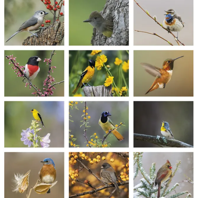 Birds of North America Calendar - Stapled