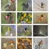 Birds of North America Calendar - Spiral