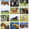 Horses Calendar
