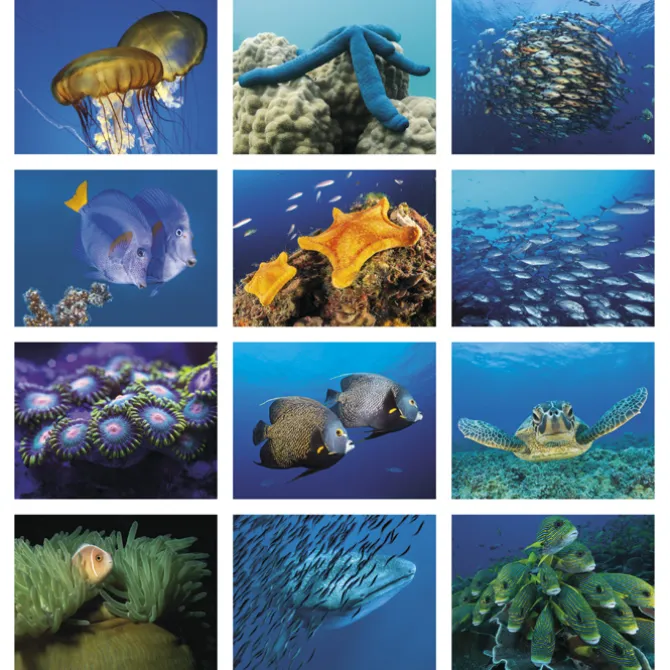 Ocean Glory Calendar - Stapled