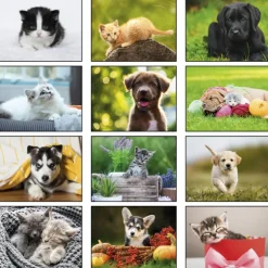 Paws - Puppies & Kittens Calendar - Spiral