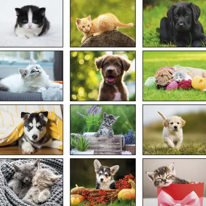 Paws - Puppies & Kittens Calendar - Spiral