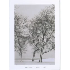 Snow Blown Trees Greeting Card