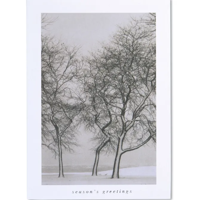 Snow Blown Trees Greeting Card