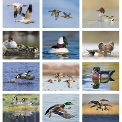 Waterfowl Calendar - Spiral