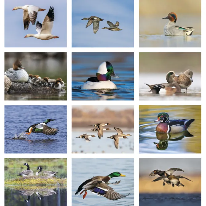 Waterfowl Calendar - Stapled