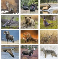 Wildlife Portraits Calendar - Window